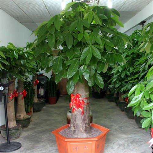 绿植基地5