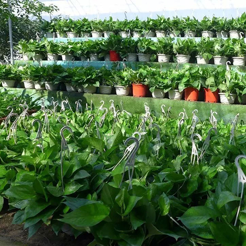 绿植基地3