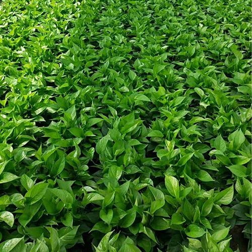绿植基地2
