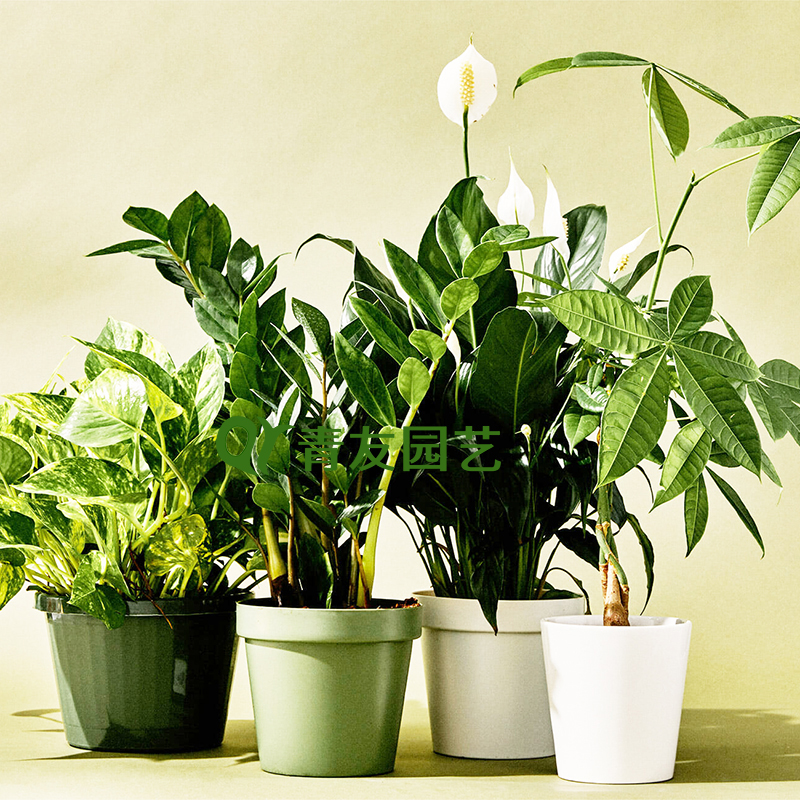 组合盆栽001-桌面绿植组合