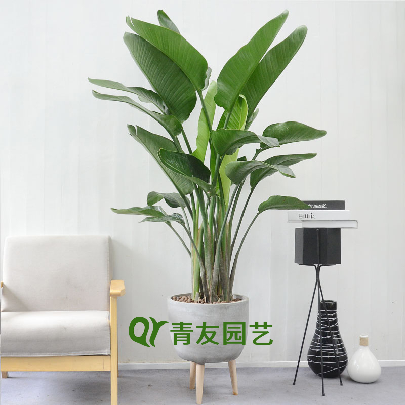 鹤望兰