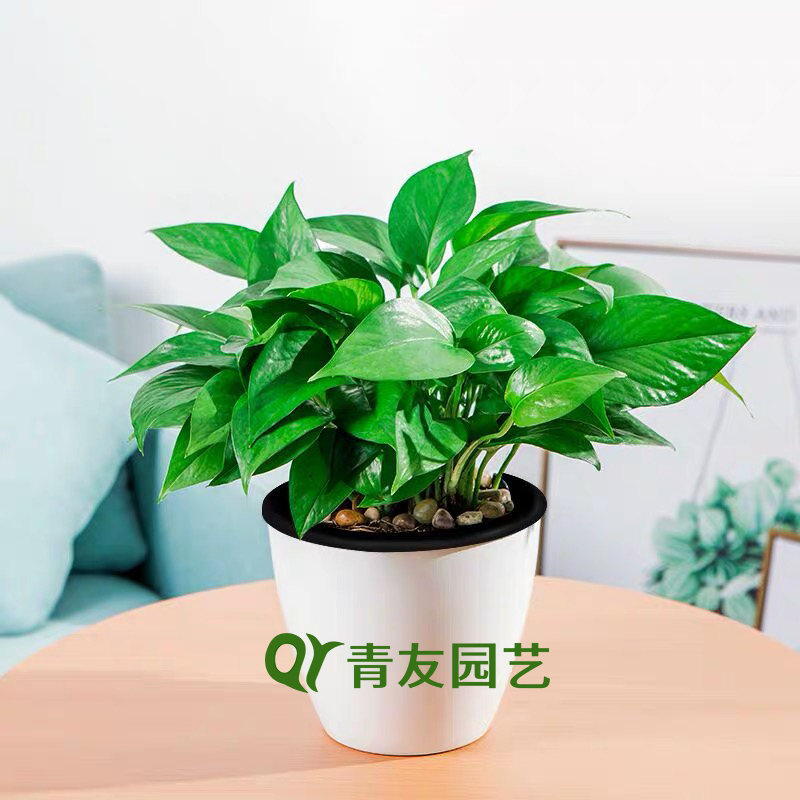 盆栽绿萝