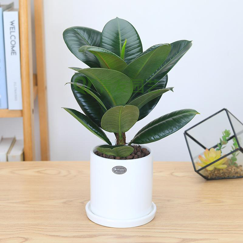 橡皮树