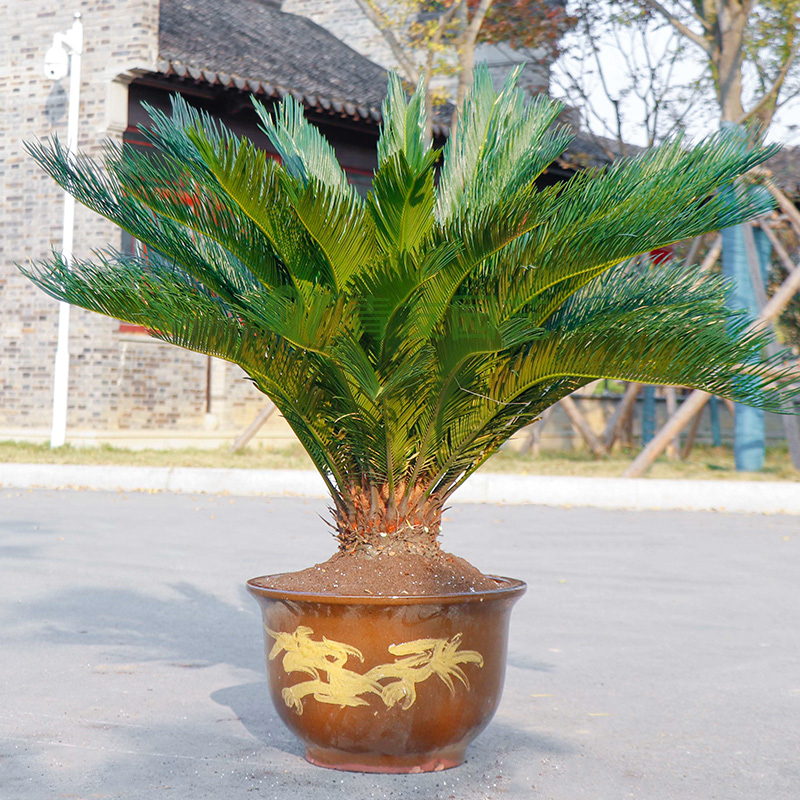 铁树