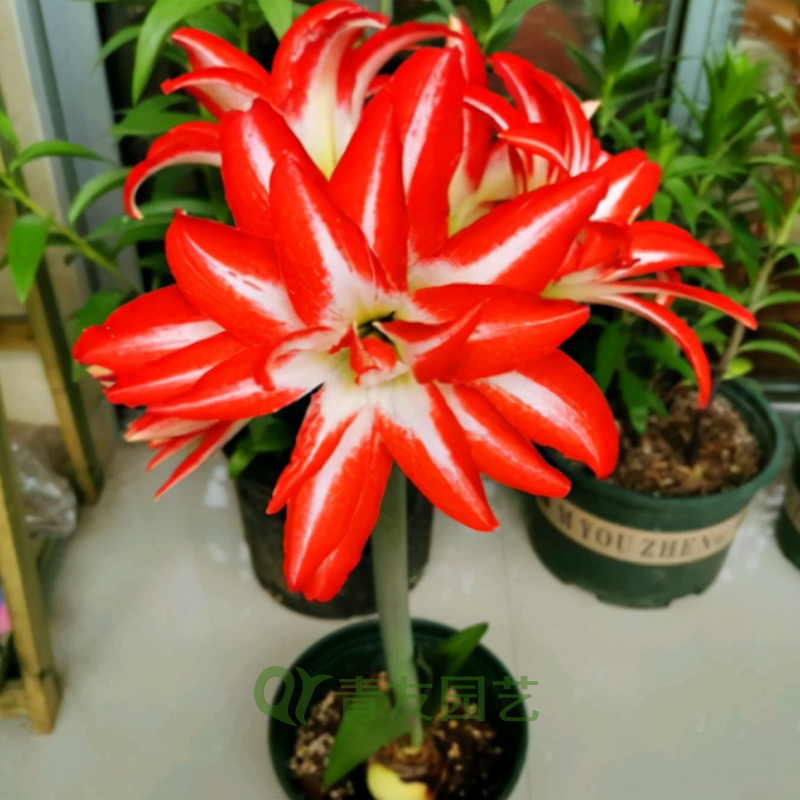 朱顶红