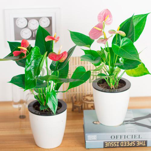 组合盆栽002-桌面绿植组合