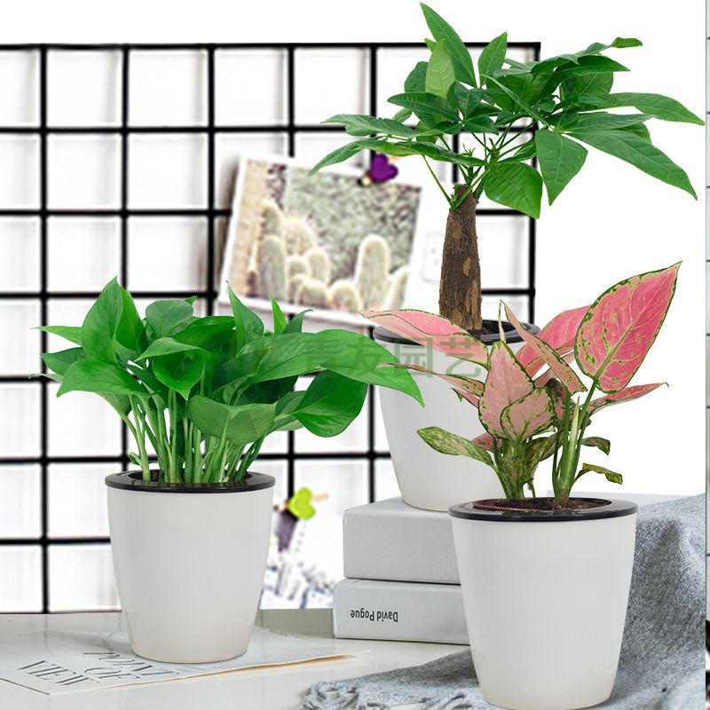 组合盆栽004-桌面绿植组合