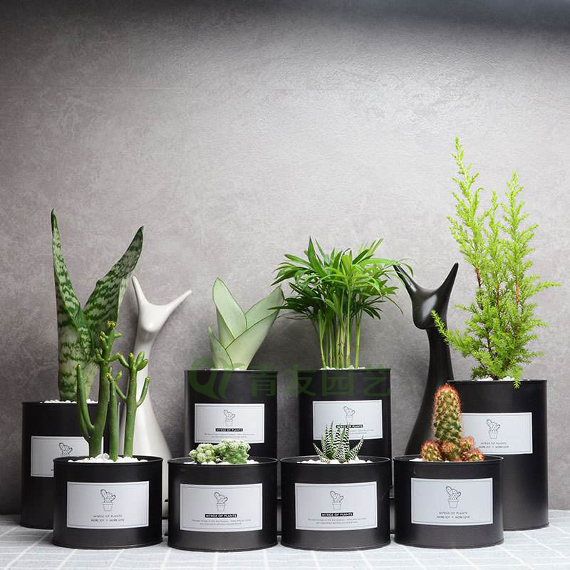 组合盆栽009-桌面绿植组合