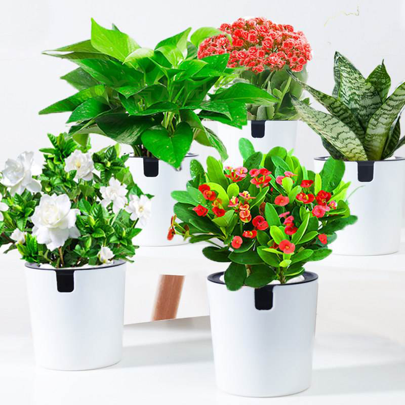 组合盆栽010-桌面绿植组合