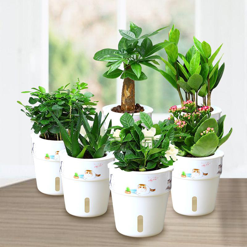 组合盆栽011-桌面绿植组合