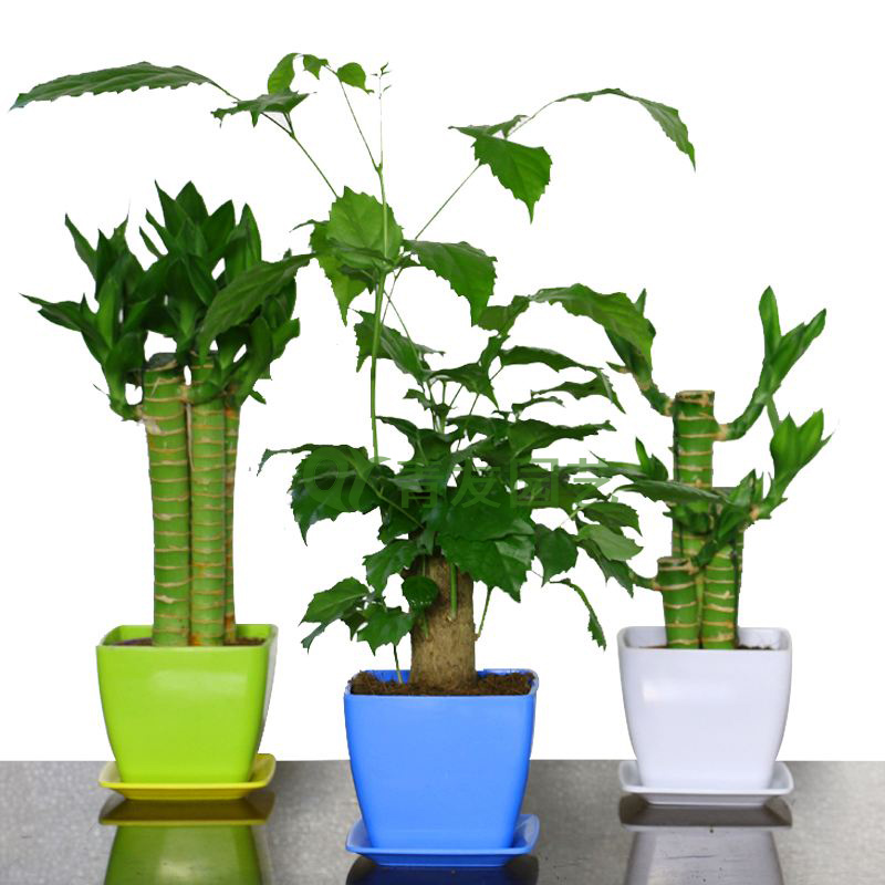 组合盆栽012-桌面绿植组合