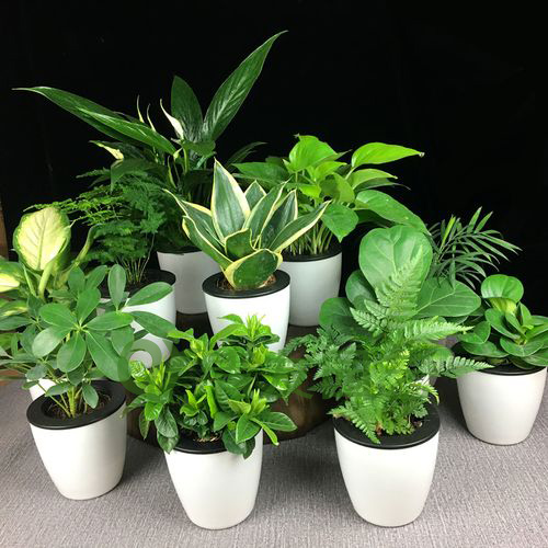 组合盆栽014-地面绿植组合