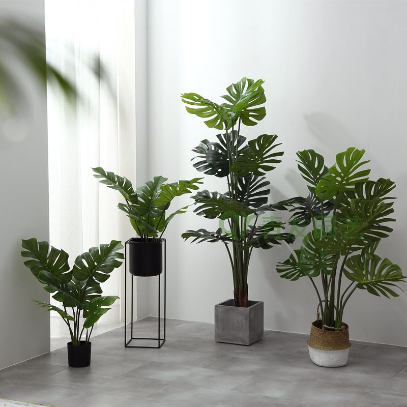 组合盆栽019-地面绿植组合