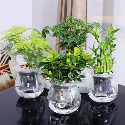  组合盆栽036-水培绿植组合