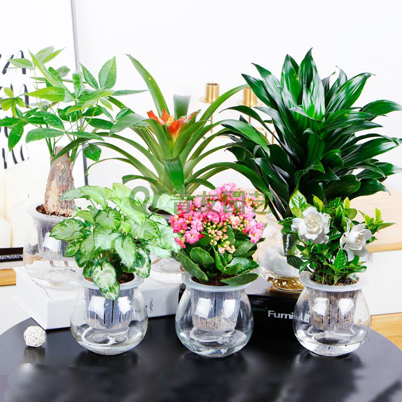  组合盆栽038-水培绿植组合