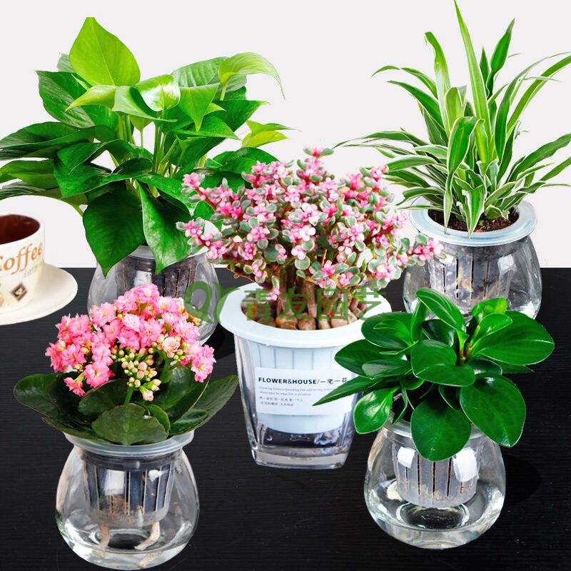  组合盆栽039-水培绿植组合