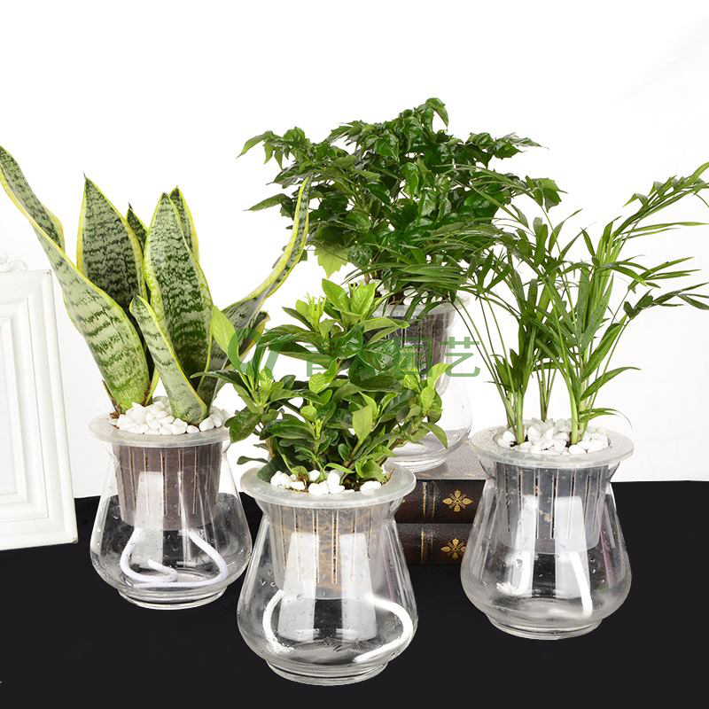  组合盆栽040-水培绿植组合