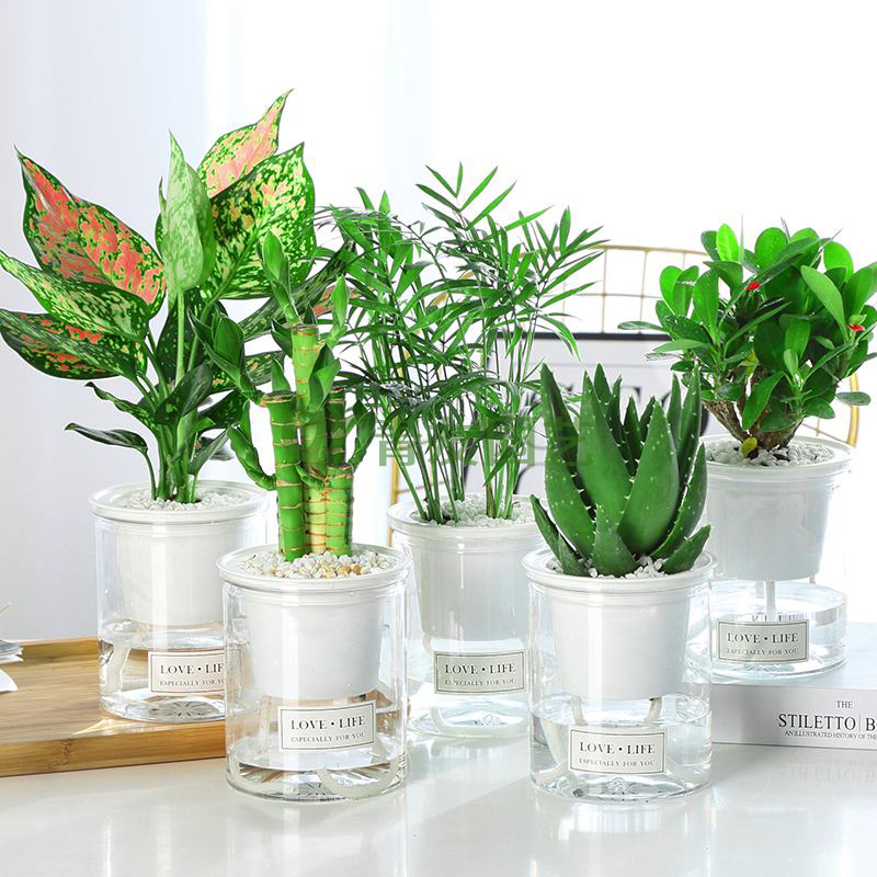  组合盆栽044-水培绿植组合