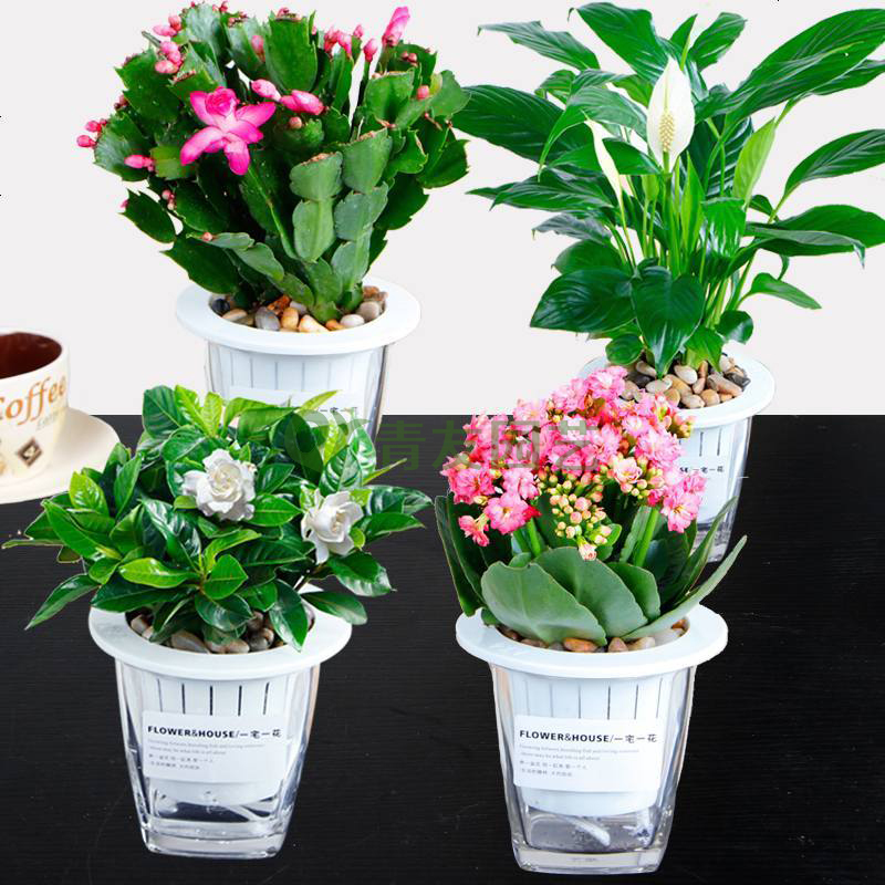  组合盆栽045-水培绿植组合
