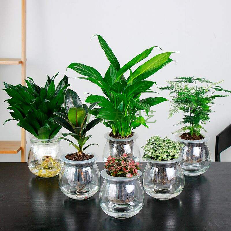  组合盆栽046-水培绿植组合