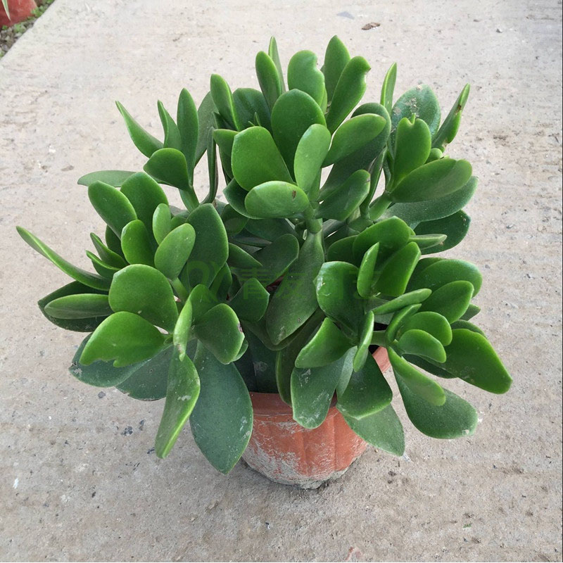 玉树
