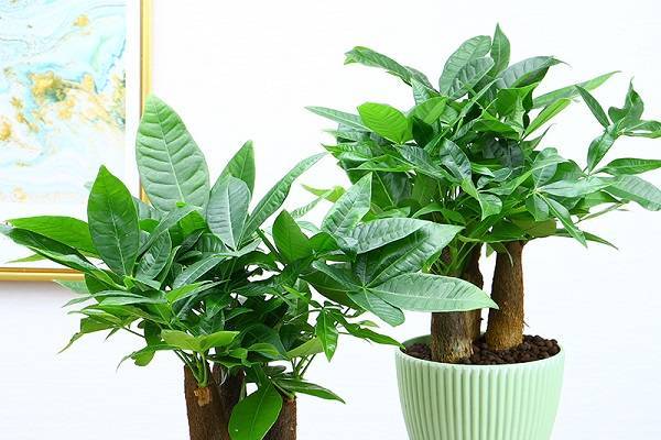 发财树的特点、生长环境、养殖技巧、养护注意问题