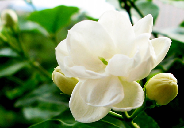 养好茉莉花的 4个步骤，花开满盆，一茬接一茬