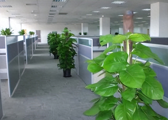 为什么企业喜欢绿植租赁或绿植租摆？