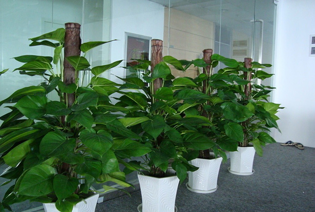 北京办公室植物租赁的好处和绿植租赁的技巧
