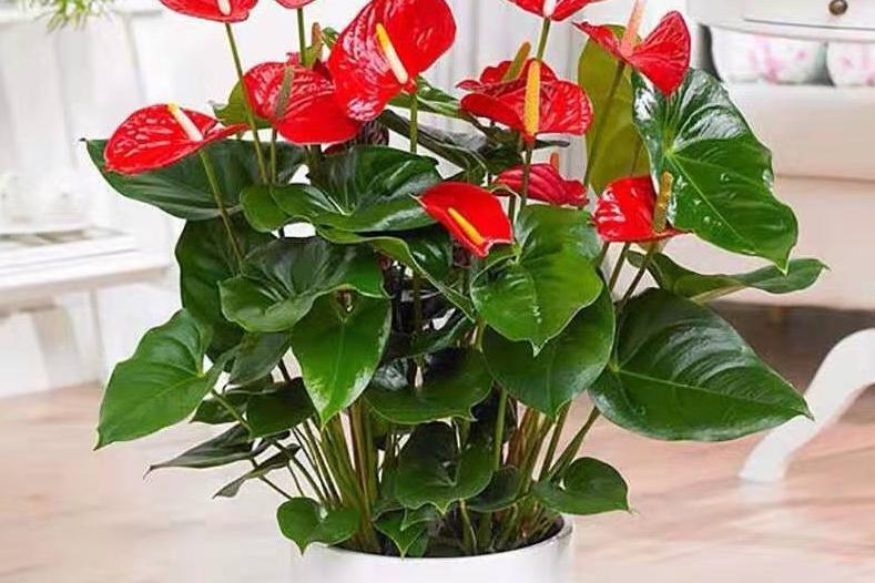 不同办公空间植物如何摆放？办公区域植物摆放大全
