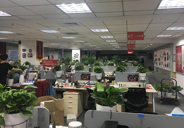 北京新装修办公室如何选择绿植？摆放植物都有哪些注意事项？
