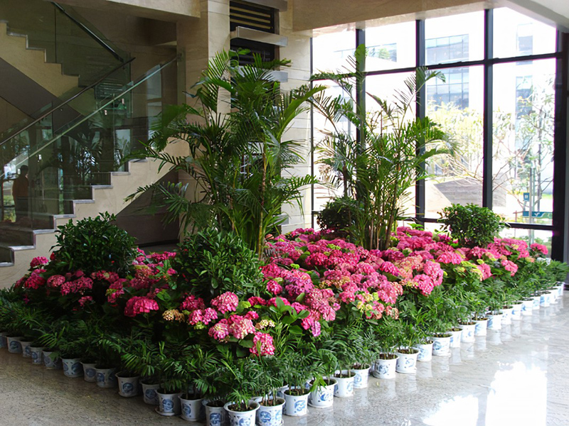 酒店大堂怎么摆放绿植盆栽？绿植租赁时怎么组景？