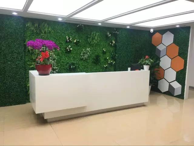 公司前台摆放什么植物好？