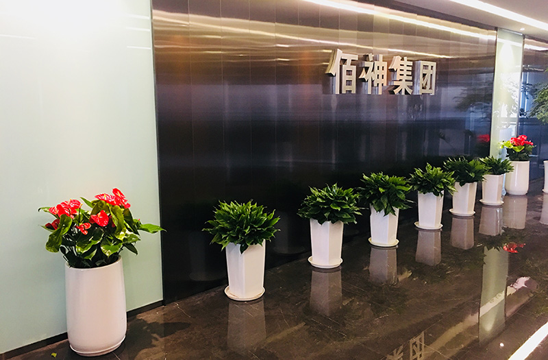 非常适合养在办公室的10款大盆绿植，高端大方，霸气威武