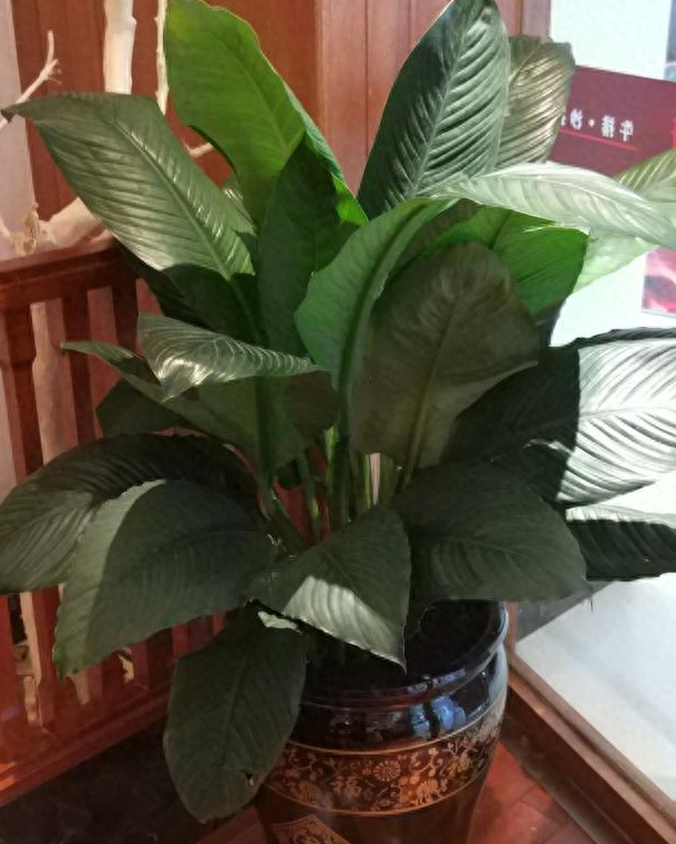 绿巨人盆栽如何种植与管理