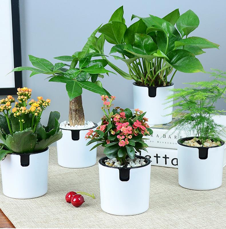 北京办公室绿植养护的注意事项