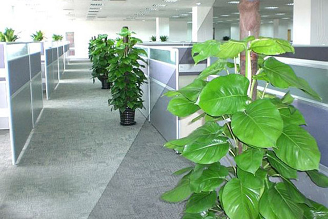 北京办公室绿植租赁价格多少钱一个月？
