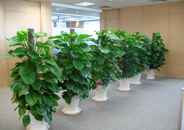 为什么企业喜欢绿植租赁或绿植租摆？