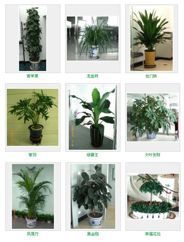 花卉绿植租赁养护怎么收费