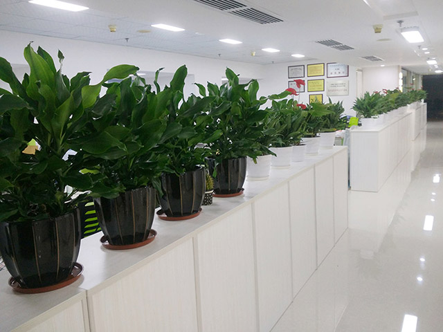 北京办公室植物租赁的好处和绿植租赁的技巧