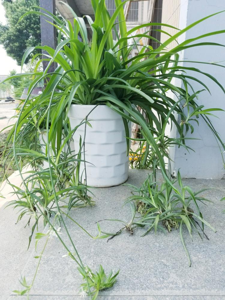 北京办公室摆放什么绿植可以除甲醛？