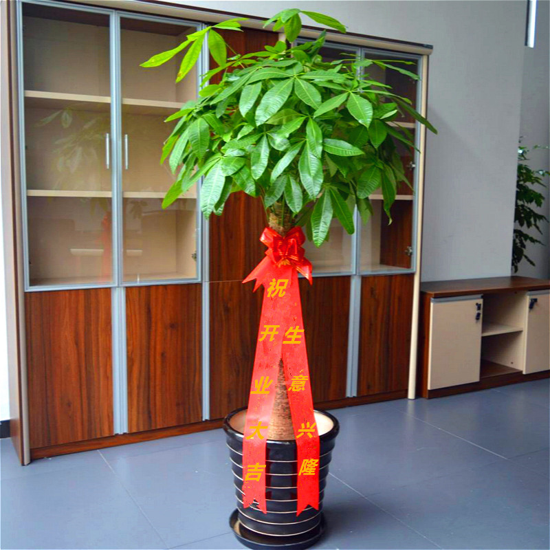 不同办公空间植物如何摆放？办公区域植物摆放大全