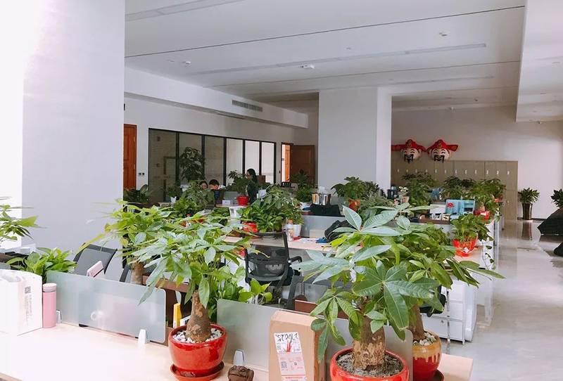 办公室前台最适合放的植物有哪些？