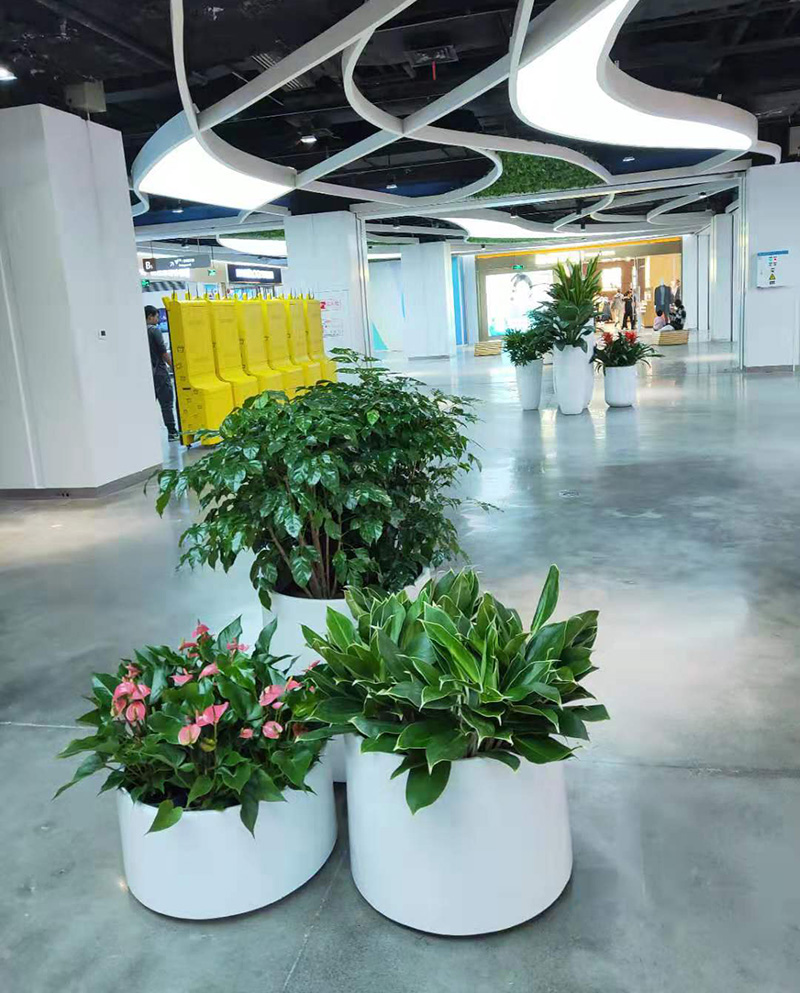 什么样的绿色植物适合商场租赁摆放？