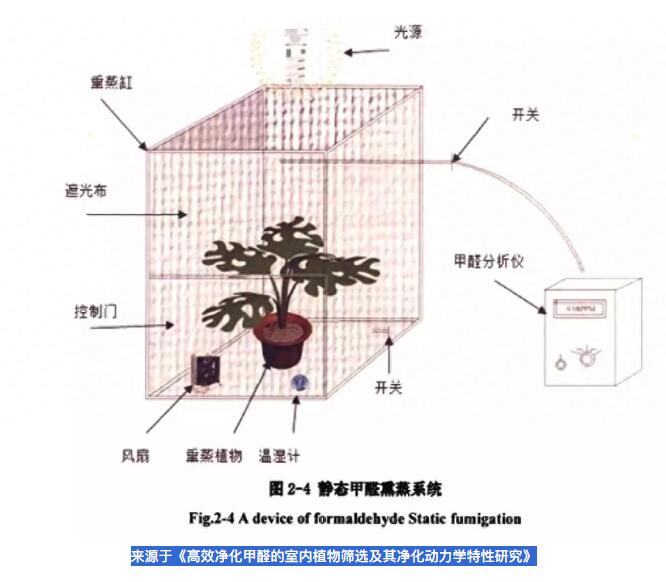 公司用绿萝除甲醛，到底靠不靠谱？