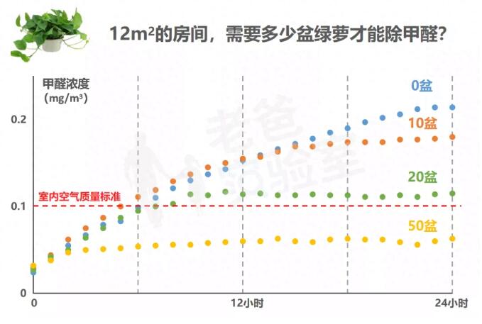 公司用绿萝除甲醛，到底靠不靠谱？