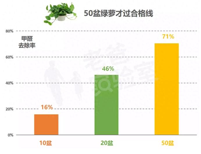 公司用绿萝除甲醛，到底靠不靠谱？