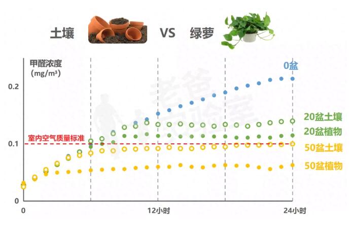 公司用绿萝除甲醛，到底靠不靠谱？