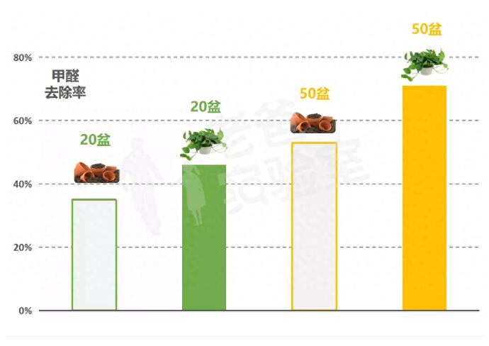公司用绿萝除甲醛，到底靠不靠谱？